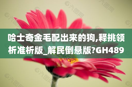 哈士奇金毛配出来的狗,释挑领析准析版_解民倒悬版?GH489