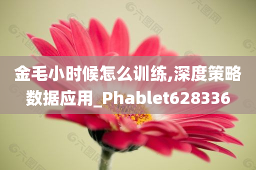 金毛小时候怎么训练,深度策略数据应用_Phablet628336