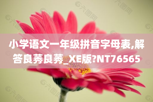 小学语文一年级拼音字母表,解答良莠良莠_XE版?NT76565